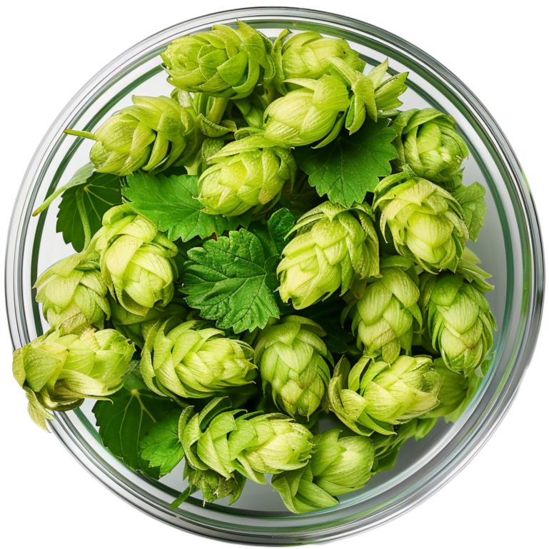 Humle – planten bak ølets bitre smak, og slik dyrker du den