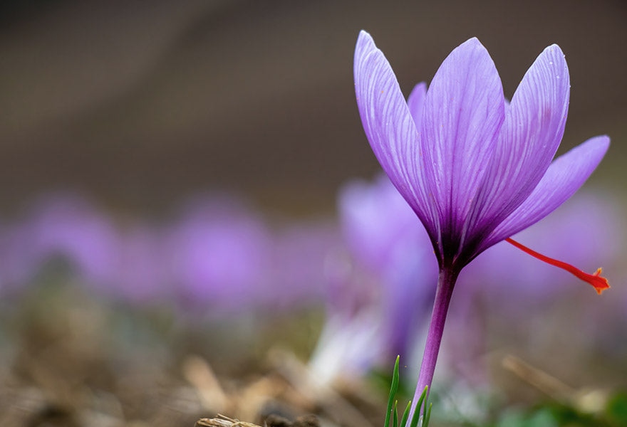 Safrosan kosttilskudd med safran, riboflavin, niacin, biotin og magnesium for positivt humør og nervesystemets funksjon, 60 tabletter.