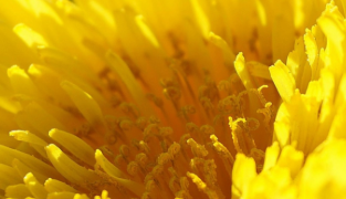 Hydrolet kosttilskudd med kjerringrokk, hibiskus og kalium som støtter nyrenes væskeutskillelse og normale urinveisfunksjon, 90 tabletter.