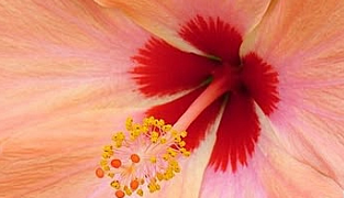 Hydrolet kosttilskudd med kjerringrokk, hibiskus og kalium som støtter nyrenes væskeutskillelse og normale urinveisfunksjon, 90 tabletter.