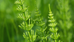 Hydrolet kosttilskudd med kjerringrokk, hibiskus og kalium som støtter nyrenes væskeutskillelse og normale urinveisfunksjon, 90 tabletter.