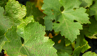 Venolet kosttilskudd med rødvinsblader, furrebark og vitamin C for bedre blodgjennomstrømning og mot tunge ben, 60 tabletter