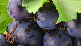 Venolet kosttilskudd med rødvinsblader, furrebark og vitamin C for bedre blodgjennomstrømning og mot tunge ben, 60 tabletter