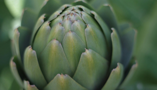 Macoform kosttilskudd med artisjokk- og løvetannekstrakt for bedre fordøyelse og leverfunksjon, 60 tabletter.