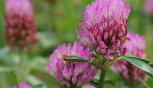 Menoflora kosttilskudd med rødkløver, salvie og soya for å redusere hete- og svettetokter ved overgangsalder.