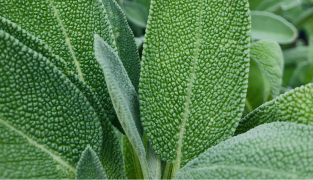 Menoflora kosttilskudd med rødkløver, salvie og soya for å redusere hete- og svettetokter ved overgangsalder.