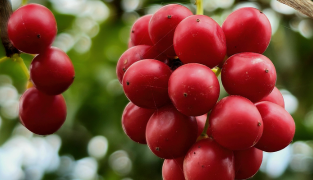 Sedaforte kosttilskudd med sitronmelisse, humle, kamille og schisandra for avslapning og bedre søvn, 60 tabletter.